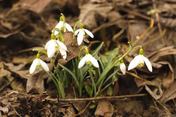 stock image First snowdrop