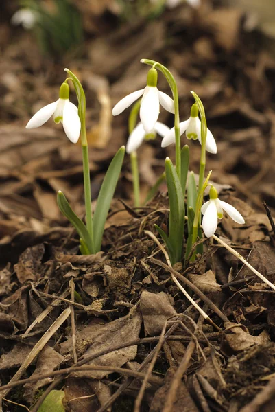 First snowdrop — Stock Photo, Image