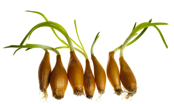 Germinate onion — Stock Photo, Image