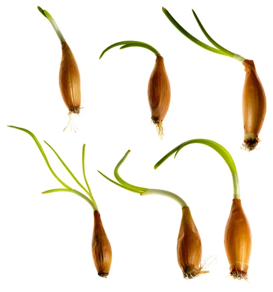 Ceapă germinată — Fotografie, imagine de stoc