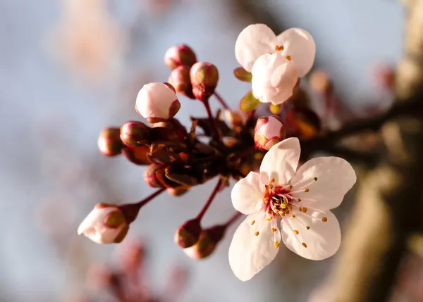 Asijské Švestkové květy makro — Stock fotografie