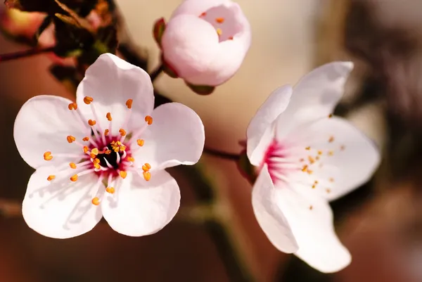 Asijské Švestkové květy makro — Stock fotografie