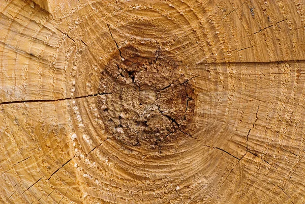 Textura círculo de madeira — Fotografia de Stock