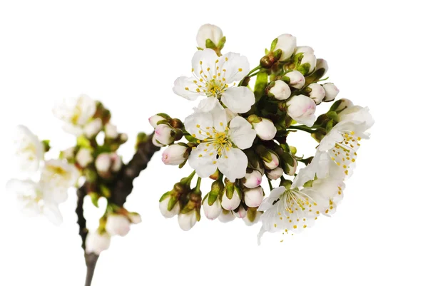 Flores de cerezo aisladas — Foto de Stock