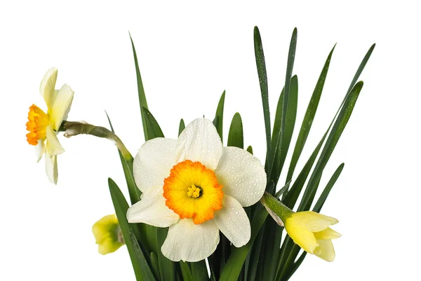 Narcissuses with droplets — Stock Photo, Image