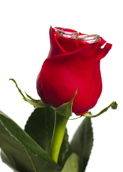 Rudá růže stříbrné kroužky — Stock fotografie