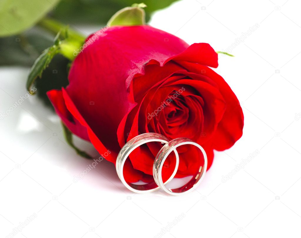 Red rose with silver rings