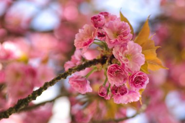 çiçek açan sakura