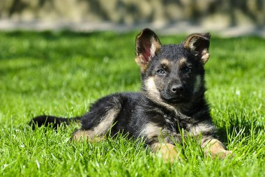 çoban köpek