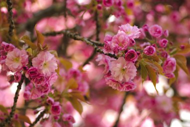 çiçek açan sakura