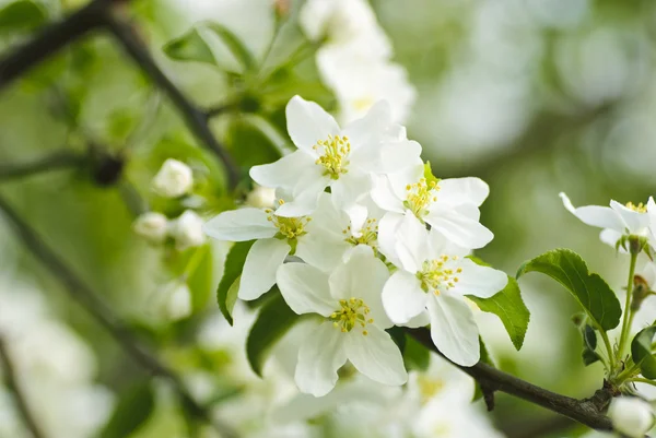 Kvitten träd blomma makro — Stockfoto