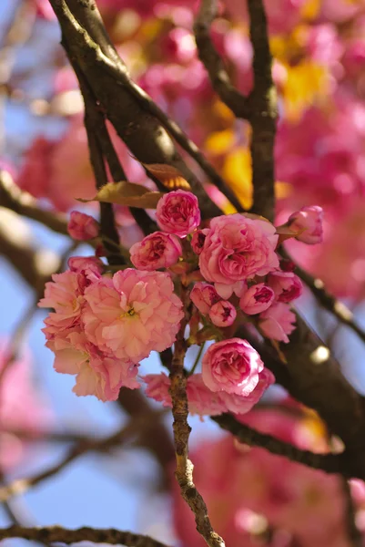 Sakura kwitnący — Zdjęcie stockowe