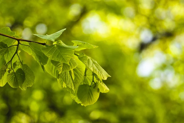 Zelené listy pozadí — Stock fotografie