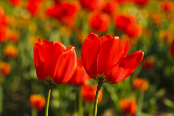 Red tulips field — Stock Photo, Image