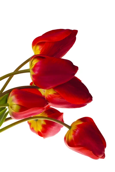 Rode tulpen geïsoleerd — Stockfoto