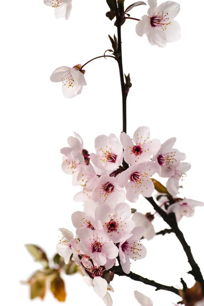 Apple blossom isolated — Stock Photo, Image