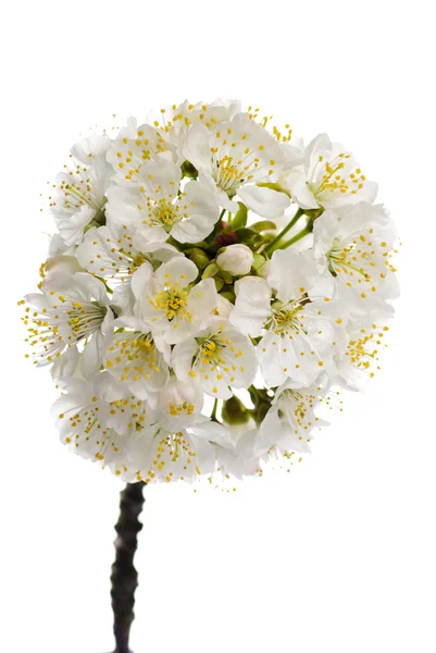 Wiśniowy kwiat na białym tle — Zdjęcie stockowe