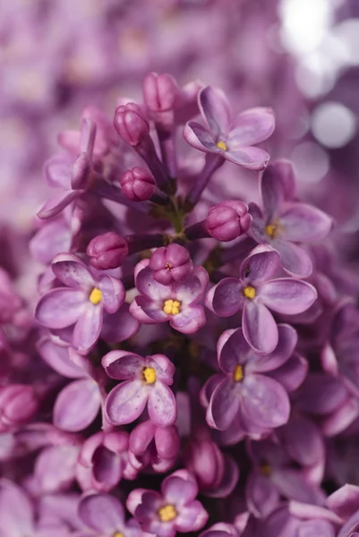 Macro capullo lila — Foto de Stock