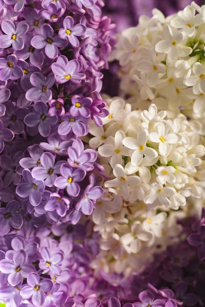Lilac achtergrond — Stockfoto