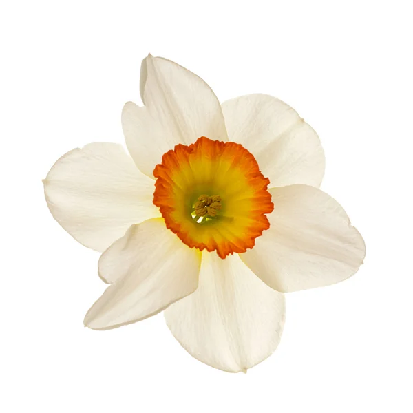 Narcissus kwiat — Zdjęcie stockowe