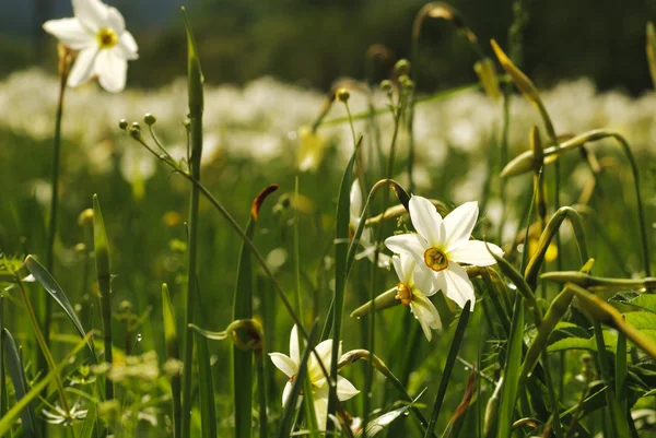 Narcissus Valley — Stock Photo, Image