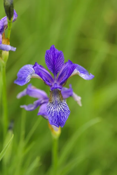 Iris sauvages — Photo