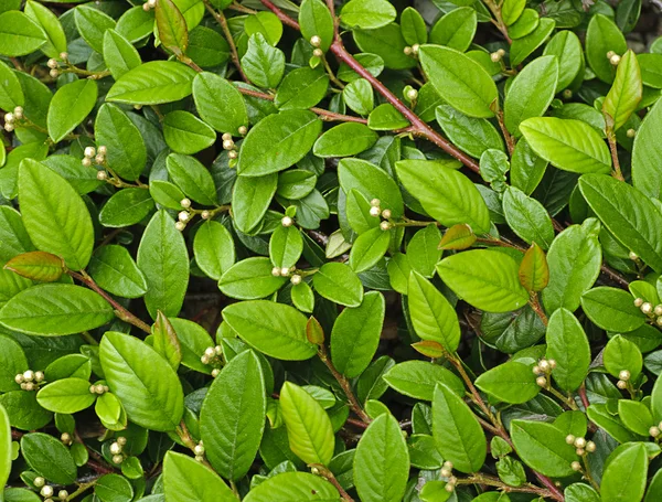 stock image Green leafs background