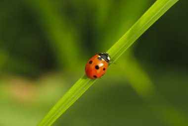 Ladybird çimenlerin üzerinde