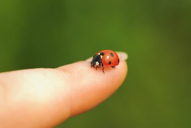 Ladybird on finger clipart