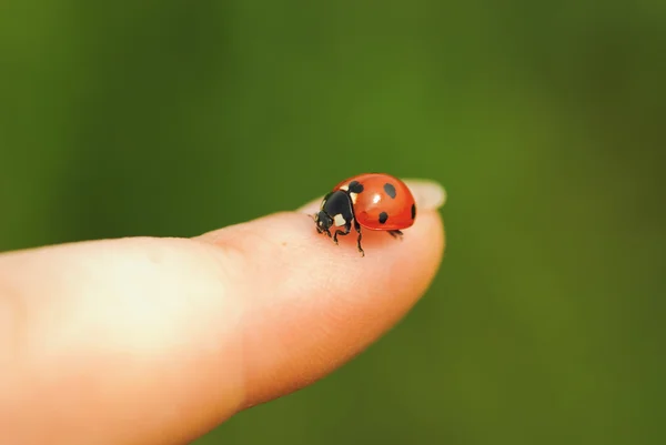 stock image Ladybird on finger