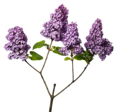 Lilac branch isolated on white clipart