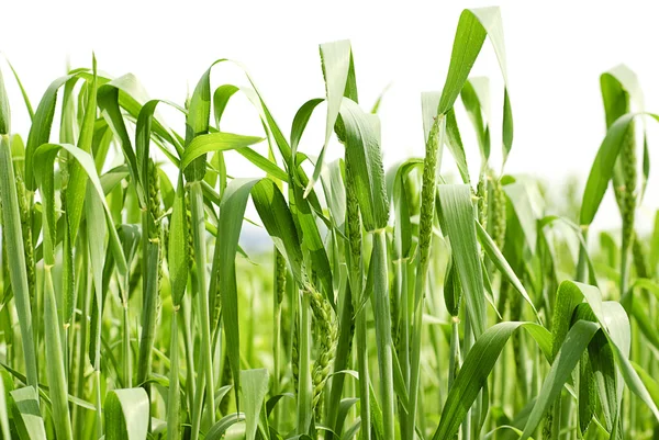 Grüner Weizen auf weißem Hintergrund — Stockfoto