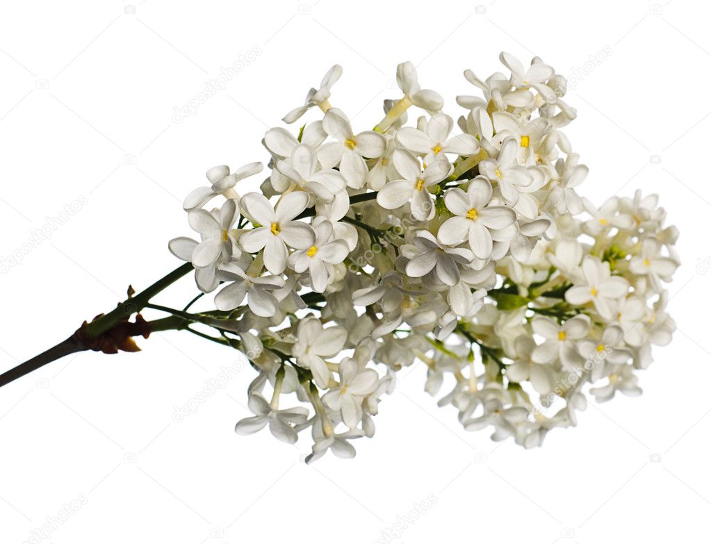 White lilac branch isolated on white