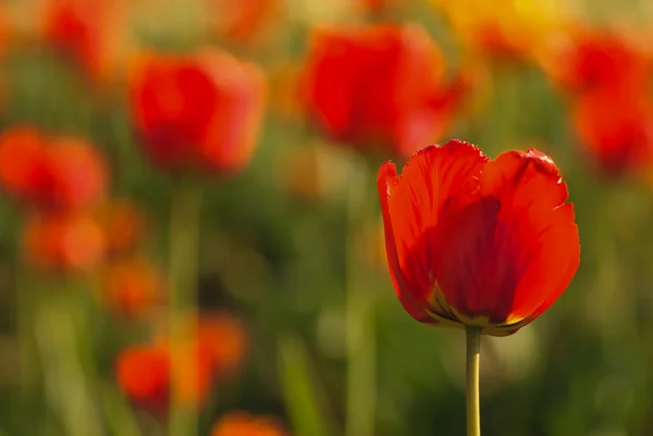 Rote Tulpenfelder — Stockfoto