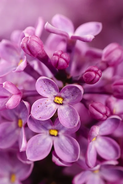Fondo lila — Foto de Stock