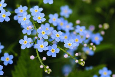 Meadow blue flowers clipart