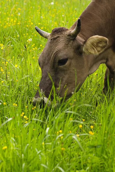Pasto de vaca — Fotografia de Stock