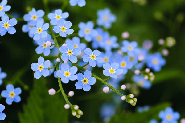 Pradera flores azules —  Fotos de Stock