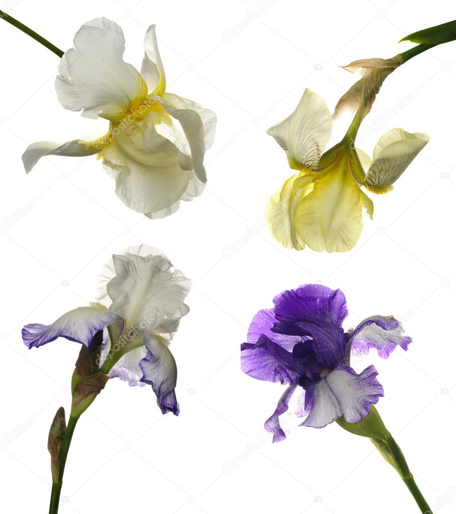 Collage of irises