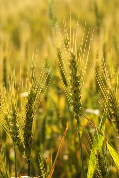 Zralé pšenice pozadí — Stock fotografie