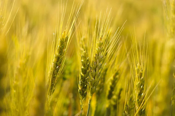 Zralé pšenice pozadí — Stock fotografie