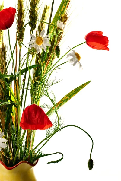 stock image Wild flowers poppy bouquet