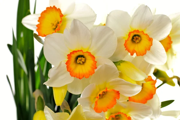 Narcissuses — Stock Photo, Image