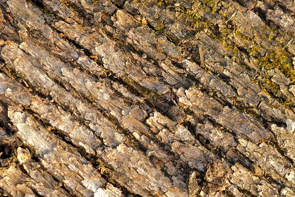 Écorce texture d'arbre — Photo