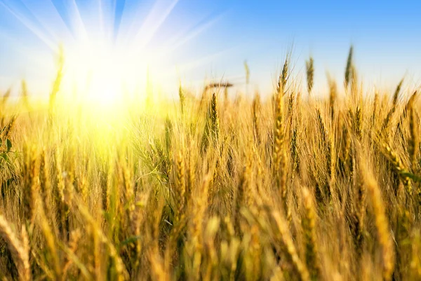 Campo de trigo com luz solar — Fotografia de Stock