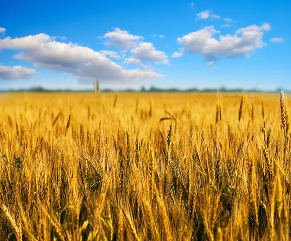 Mavi gökyüzü olan buğday tarlası Stok Resim