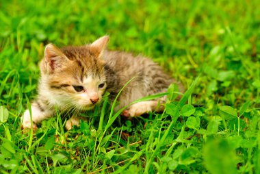 Yeşil çimlerin üzerinde kedi yavrusu