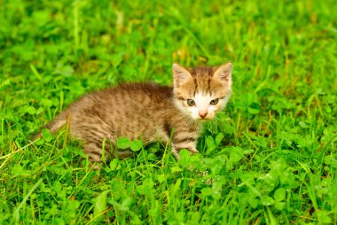 Yeşil çimlerin üzerinde kedi yavrusu