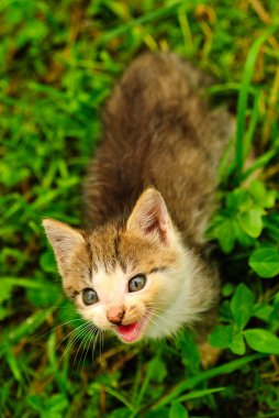 Yeşil çimlerin üzerinde kedi yavrusu