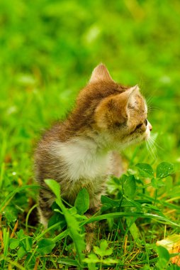 Yeşil çimlerin üzerinde kedi yavrusu